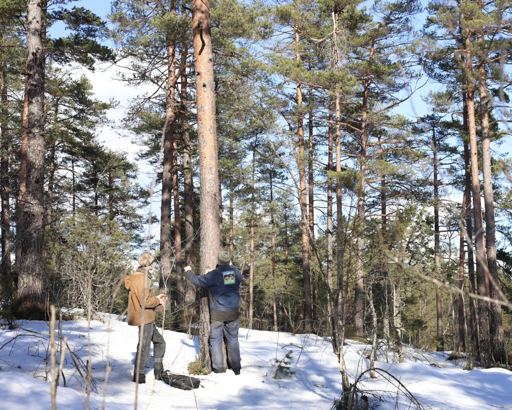 Synfaring av Furutrær på vinteren, to menn står ved et furutre og tar mål. 
